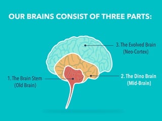 OUR BRAINS CONSIST OF THREE PARTS:
3.The Evolved Brain
(Neo-Cortex)
1.The Brain Stem
(Old Brain)
2.The Dino Brain
(Mid-Bra...