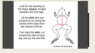 Open Frog Dissection Comprehensive Guide to Frog Dissection: Techniques and Grading Criteria ...