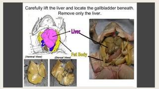 Open Frog Dissection Comprehensive Guide to Frog Dissection: Techniques and Grading Criteria ...