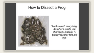 Comprehensive Guide to Frog Dissection: Techniques and Grading Criteria ...