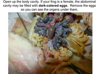 Open up the body cavity. If your frog is a female, the abdominal
cavity may be filled with dark-colored eggs. Remove the eggs
so you can see the organs under them.
 