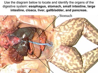 Use the diagram below to locate and identify the organs of the
digestive system: esophagus, stomach, small intestine, large
intestine, cloaca, liver, gallbladder, and pancreas.
 
