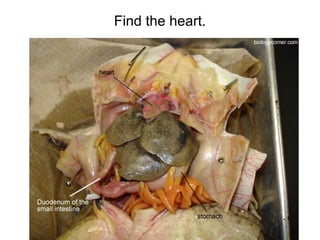 Find the heart.
 