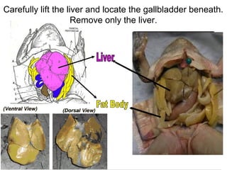 Carefully lift the liver and locate the gallbladder beneath.
Remove only the liver.
 