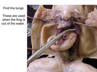 Find the lungs.
These are used
when the frog is
out of the water.
 
