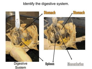Identify the digestive system.
 