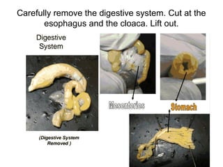 Carefully remove the digestive system. Cut at the
esophagus and the cloaca. Lift out.
 