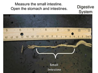 Measure the small intestine.
Open the stomach and intestines.
 
