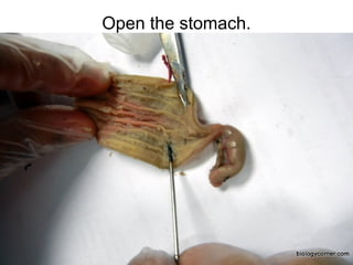 Open the stomach.
 