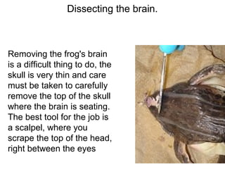 Dissecting the brain.
Removing the frog's brain
is a difficult thing to do, the
skull is very thin and care
must be taken to carefully
remove the top of the skull
where the brain is seating.
The best tool for the job is
a scalpel, where you
scrape the top of the head,
right between the eyes
 