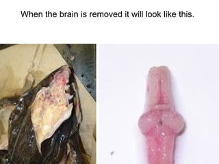 When the brain is removed it will look like this.
 