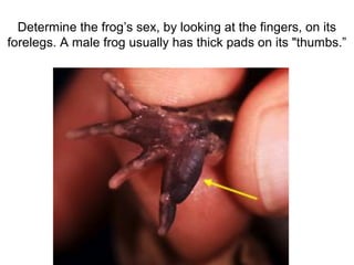 Determine the frog’s sex, by looking at the fingers, on its
forelegs. A male frog usually has thick pads on its "thumbs.”
 