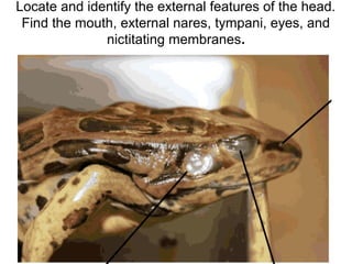 Locate and identify the external features of the head.
Find the mouth, external nares, tympani, eyes, and
nictitating membranes.
 