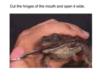 Cut the hinges of the mouth and open it wide.
 