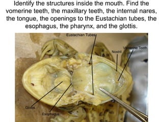 Identify the structures inside the mouth. Find the
vomerine teeth, the maxillary teeth, the internal nares,
the tongue, the openings to the Eustachian tubes, the
esophagus, the pharynx, and the glottis.
 