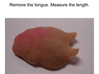 Remove the tongue. Measure the length.
 
