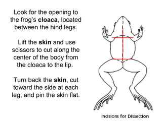 Look for the opening to
the frog’s cloaca, located
between the hind legs.
Lift the skin and use
scissors to cut along the
center of the body from
the cloaca to the lip.
Turn back the skin, cut
toward the side at each
leg, and pin the skin flat.
 