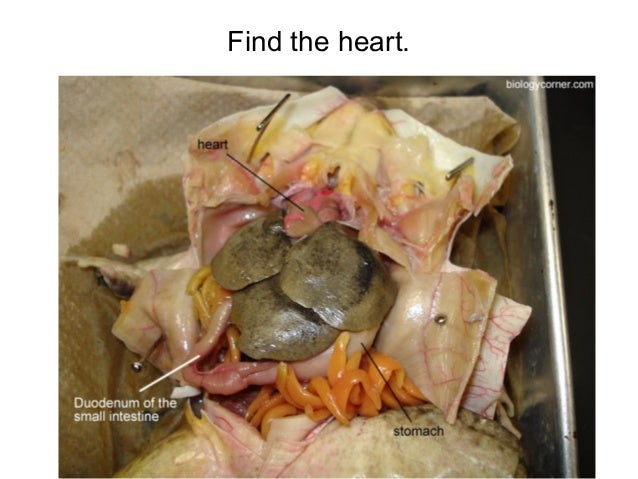 How to dissect a frog ...