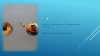 5 STEP
- use the scalpel to dissect the eye (be very
careful)
- cut the eye open and find a lens