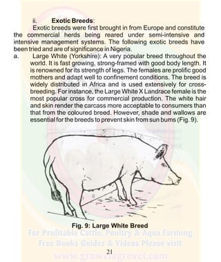 How To Do Profitable Pig Farming