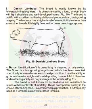 How To Do Profitable Pig Farming