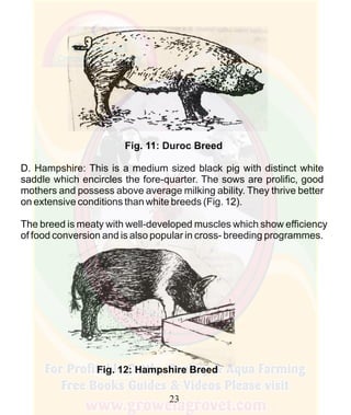 How To Do Profitable Pig Farming