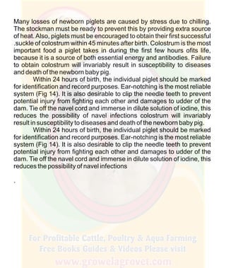 How To Do Profitable Pig Farming