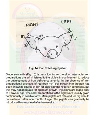 How To Do Profitable Pig Farming