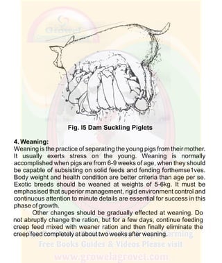 How To Do Profitable Pig Farming