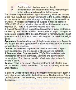 How To Do Profitable Pig Farming