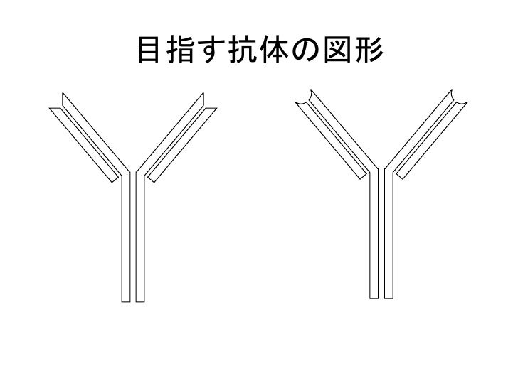 How to draw an antibody by drawing software