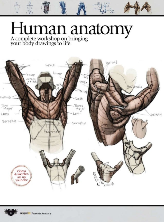 How to draw and paint anatomy