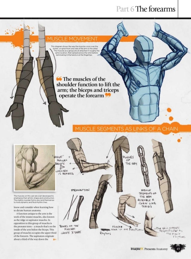 How to draw and paint anatomy