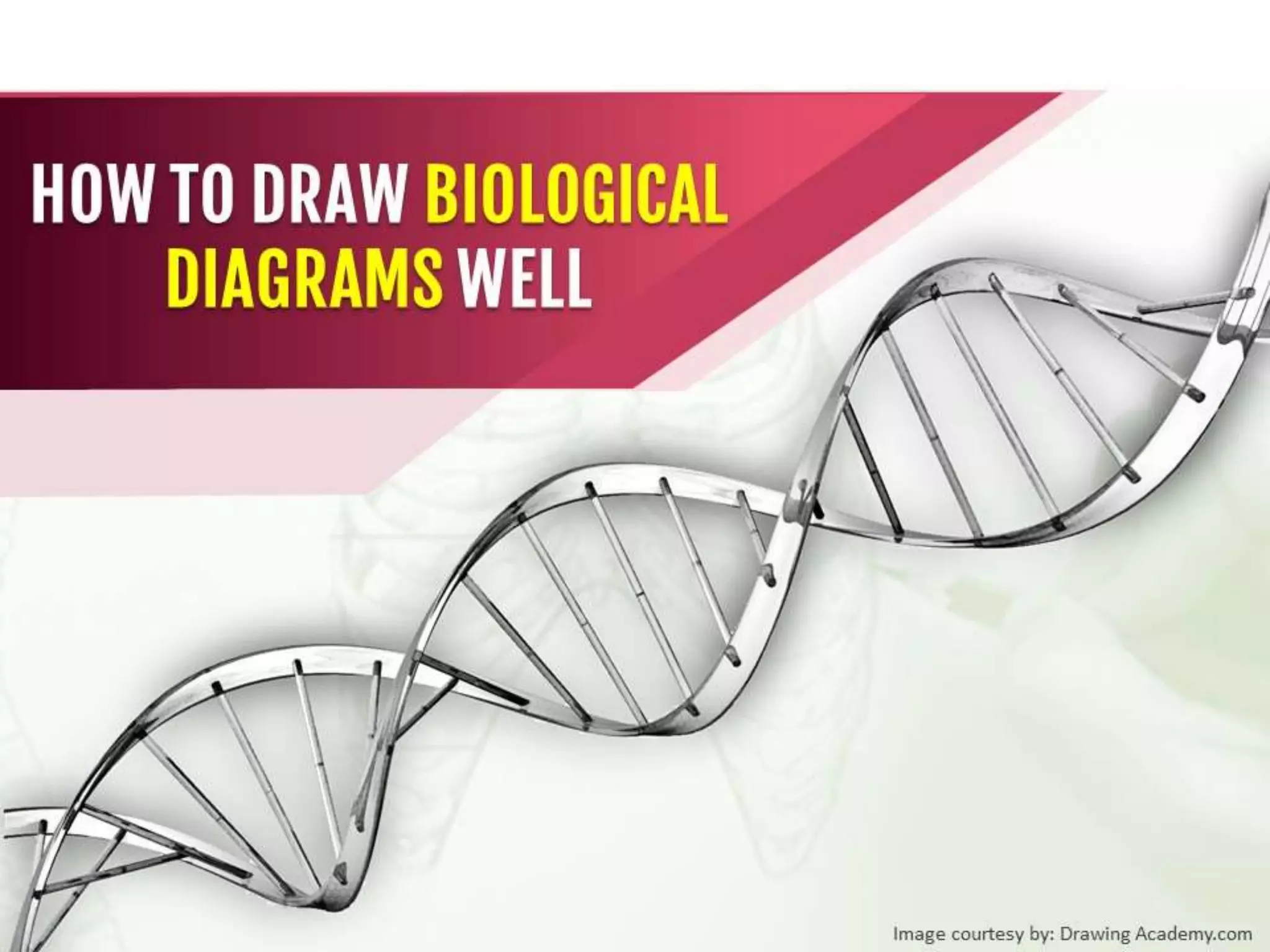 How to Draw Biological Diagrams Well PPT