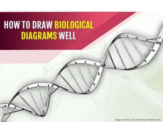 HOW TO DRAW
BIOLOGICAL DIAGRAMS
WELL
 
