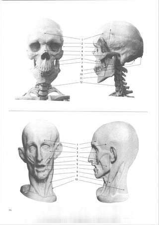 How to draw human figure