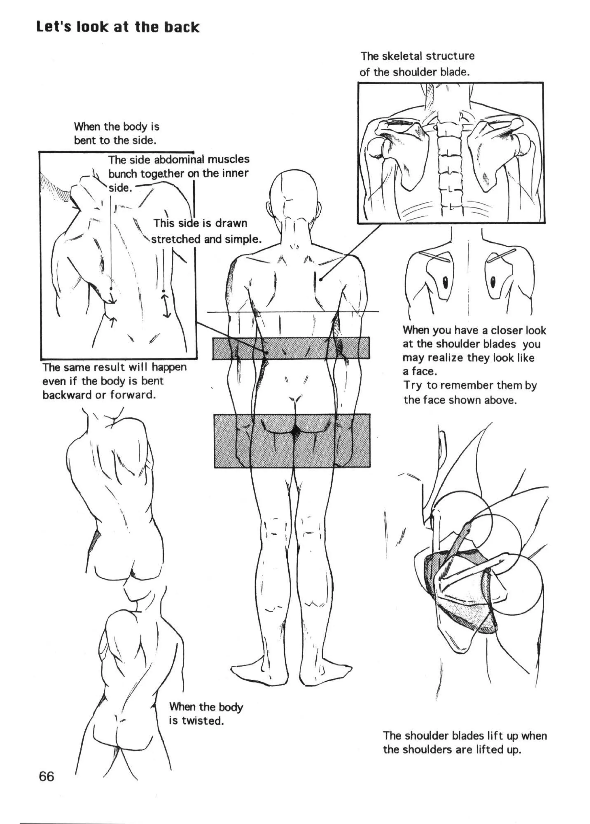 Let's loolc at the baclc
                              The skeletal structure
                              of the shoulder blade.



     When the body is
     bent to the side.




                                      When you have a closer look
                                      at the shoulder blades you
                                      may realize they look like
The same result will happen           a face.
even if the body is bent              Try to remember them by
backward or forward.                  the face shown above.




                                            )
                                  The shoulder blades lift up when
                                  the shoulders are lifted up.

66
 