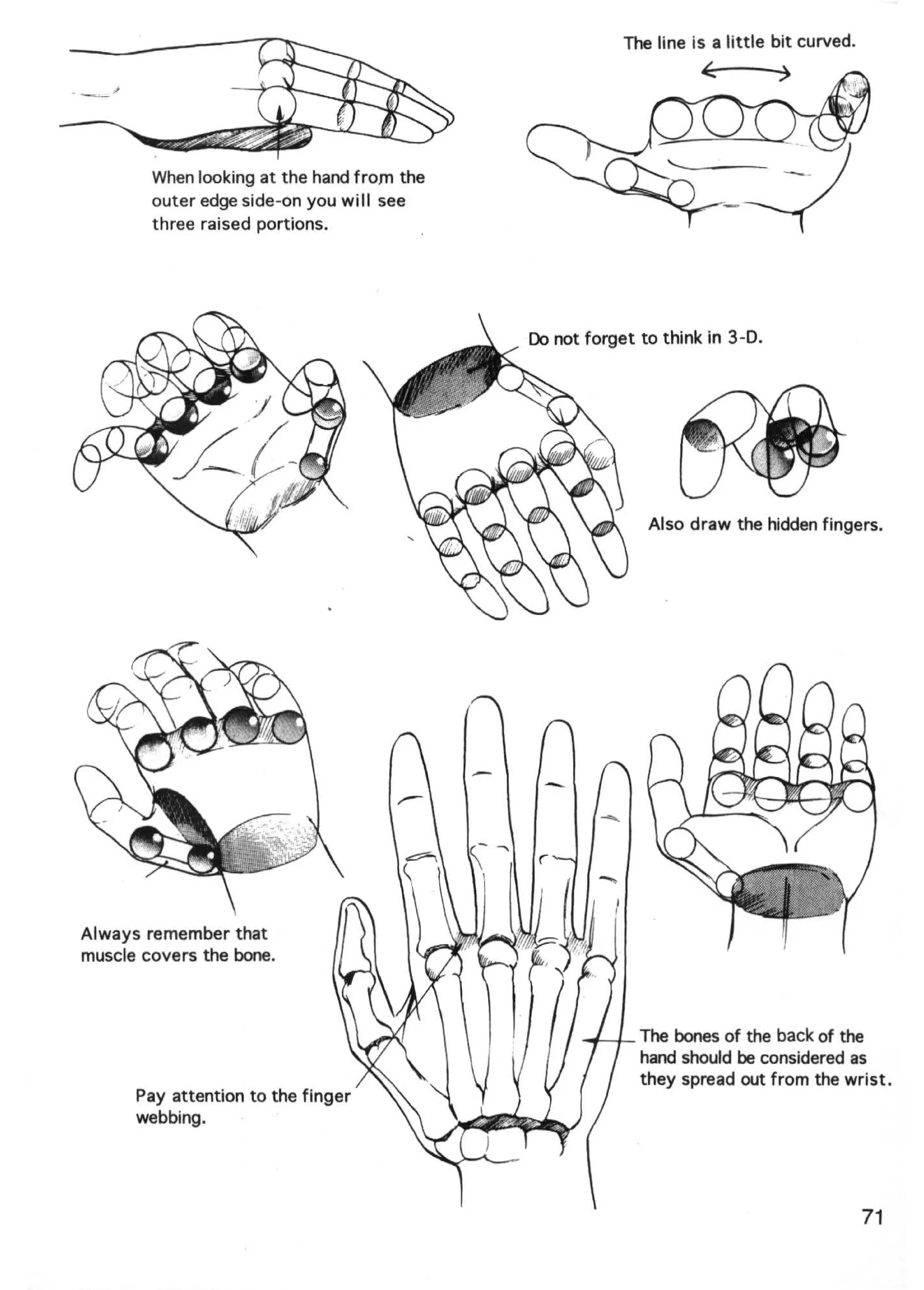 The line is a little bit curved.




        When looking at the hand from the
        outer edge side-on you will see
        three raised portions.




                                            Do not forget to think in 3-D.




                                                           Also draw the hidden fingers.




Always remember that
muscle covers the bone.



                                                  ~-+- The bones of the back of the
                                                          hand should be considered as
                                                          they spread out from the wrist.
      Pay attention to the finger
      webbing.




                                                                                           71
 
