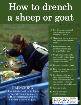 How to drench
a sheep or goat
DRENCHING
Administering a drug in liquid
form orally to an animal. It
is the recommended way to
deworm a sheep or goat.
1) Use drench gun or oral
dosing syringe with
long metal nozzle.
2) Make sure nozzle is smooth
and appropriate size for
animal.
3) Pressure check and
calibrate drench gun
(syringe) before use.
4) Weigh animals to make
sure weight estimations
are accurate and proper
dose will be given.
5) Properly restrain animal.
6) Hold chin at as natural an
angle as possible
7) Gently place the nozzle
into the corner of the
mouth (between incisors
and molars) to deliver
drench over back of tongue.
8) Squeeze gently.
9) Watch that animal
swallows drug.
University of Maryland
Extension programs are
open to all citizens
without regard to race,
color, gender, disability,
age, sexual orientation,
maritalor parental
status, or national origin.
 