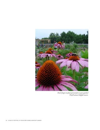 Don’t forget to plant perennials in your garden!
                                                                           They’ll attract helpful insects.




20 guide to setting up your own edible rooftop garden
 