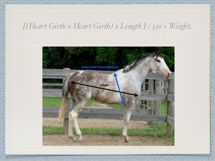 How to estimate your horse's weight