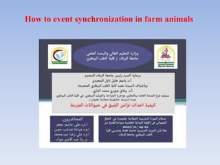 How to event synchronization in farm animals
 