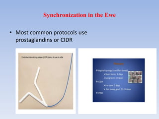 Synchronization in the Ewe
• Most common protocols use
prostaglandins or CIDR
 