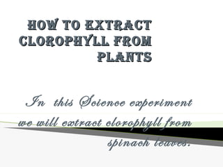 HOW TO EXTRACT
CLOROPHYLL FROM
PLANTS

In this Science experiment
we will extract clorophyll from
spinach leaves.

 
