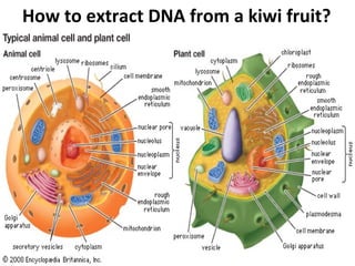 How to extract DNA from a kiwi fruit?
 