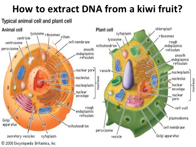 Dna Extraction of a Kiwii