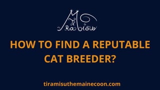 HOW TO FIND A REPUTABLE
CAT BREEDER?
tiramisuthemainecoon.com
 