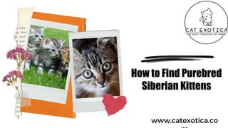 How to Find Purebred
Siberian Kittens
www.catexotica.co
 