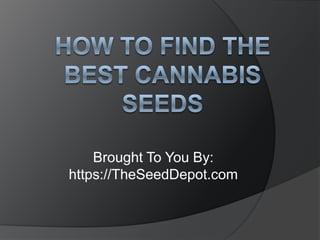 How to Find the Best Cannabis Seeds Brought To You By: https://TheSeedDepot.com 