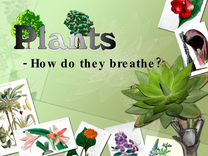 How To Fish N Plants Breathe